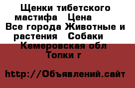 Щенки тибетского мастифа › Цена ­ 80 - Все города Животные и растения » Собаки   . Кемеровская обл.,Топки г.